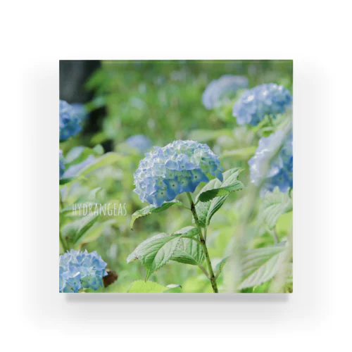 hydrangeas アクリルブロック