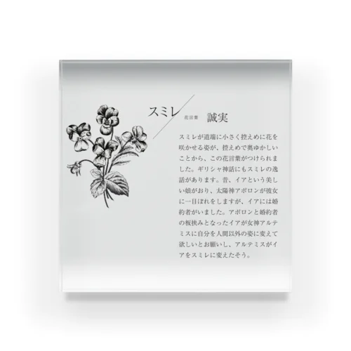 スミレの花言葉 Acrylic Block