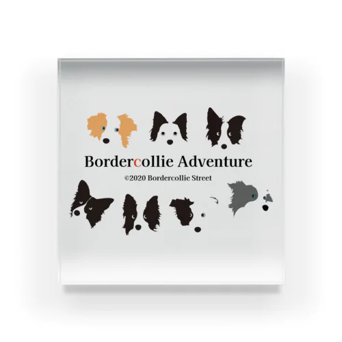 7 Border Collies-1 Acrylic Block