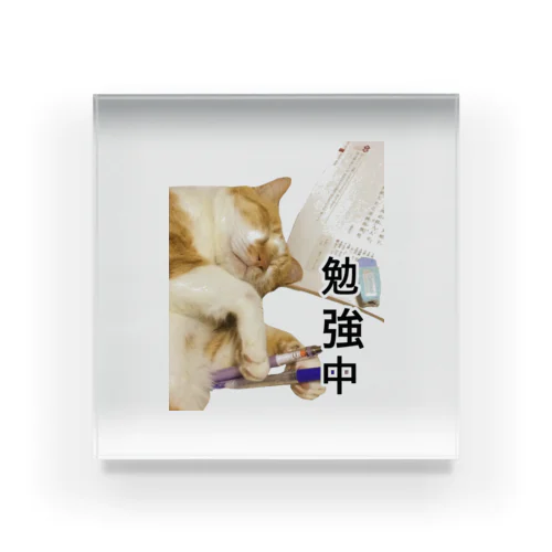 ココアさんはお勉強中(笑) Acrylic Block