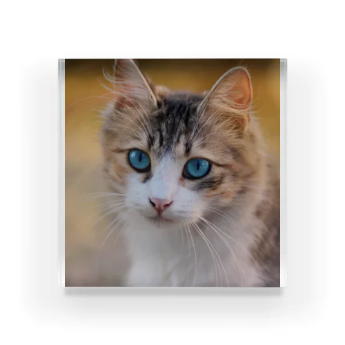 Adina Voicu 《Tabby cat with blue eyes》 Acrylic Block