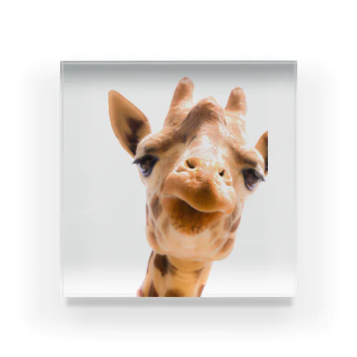 Giraffe Acrylic Block