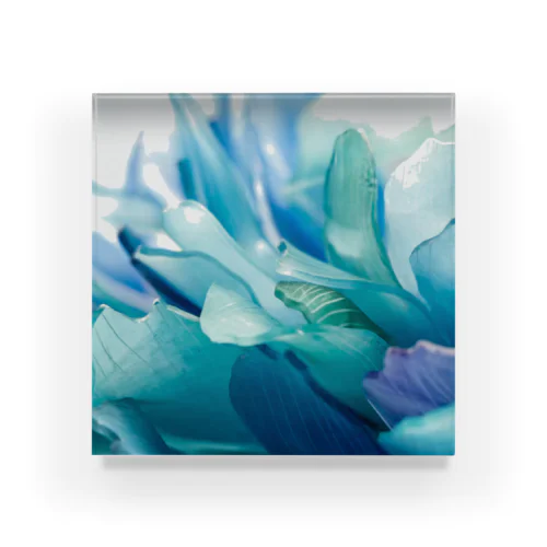青い花 Acrylic Block