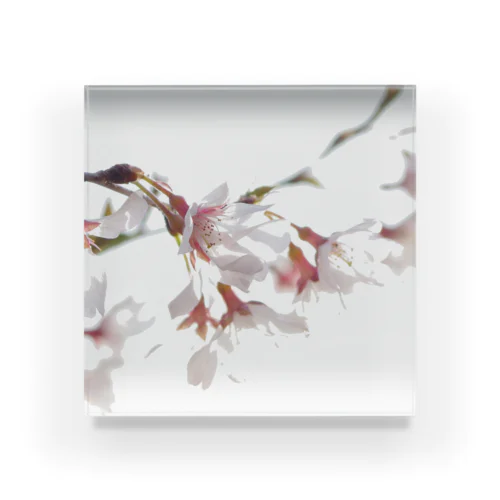 春の訪れを告げる美しい桜の花びら アクリルブロック