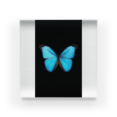 morfo Acrylic Block