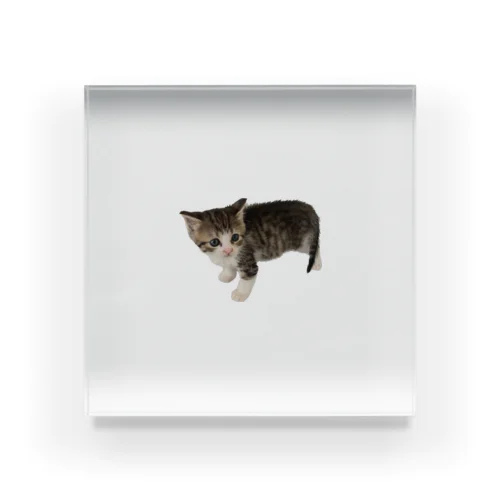 小さい猫　ツブちゃん Acrylic Block