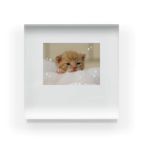 もふもふねこちゃん Acrylic Block