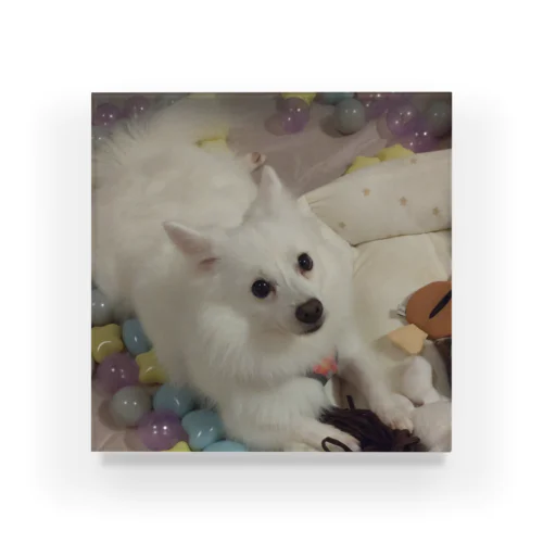 愛犬パールグッズ　Mipa♥日本スピッツ Acrylic Block