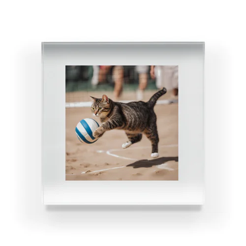 バレーボールをする猫 アクリルブロック