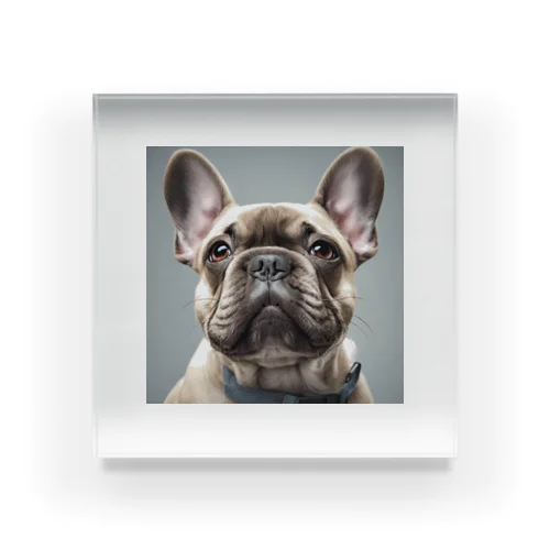 french bulldog Acrylic Block