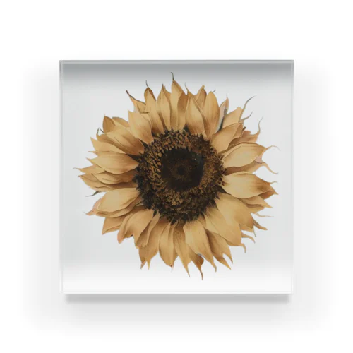 ヒマワリ Sunflower Acrylic Block