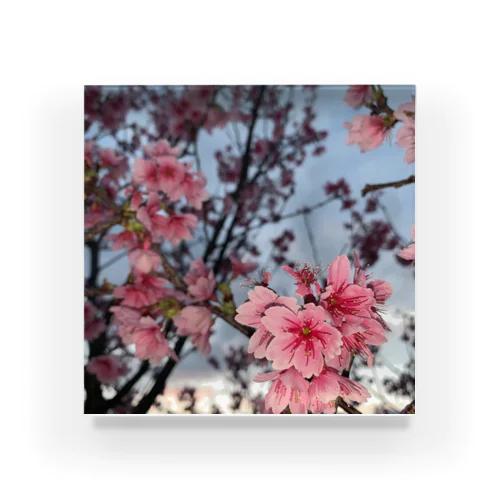 桜 Acrylic Block