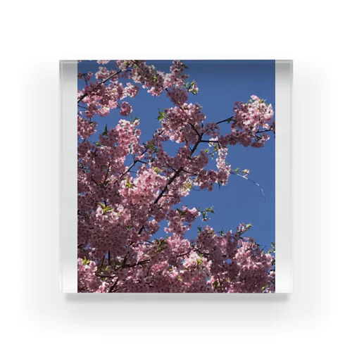 桜🌸 アクリルブロック