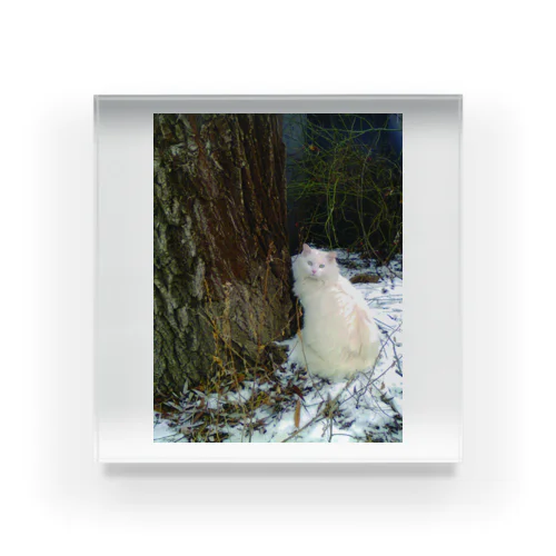 Winter Cat Acrylic Block