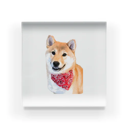 笑うきつね柴犬 Acrylic Block