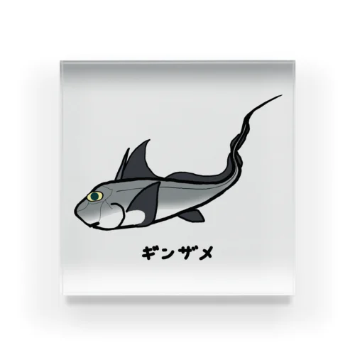 【魚シリーズ】ギンザメ♪231106 アクリルブロック