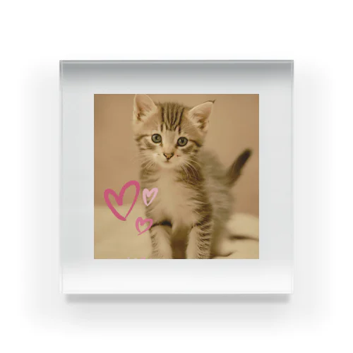 love cat Acrylic Block