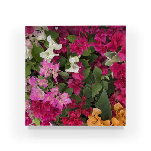 Flower_Bougainvillea Acrylic Block