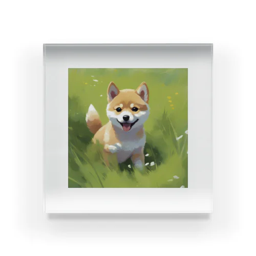 柴犬 Acrylic Block