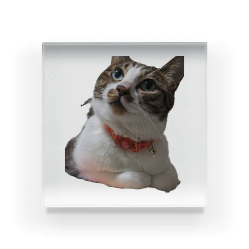 見上げる猫 Acrylic Block