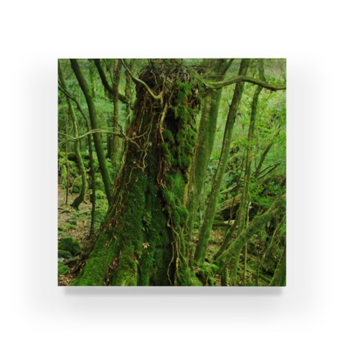 屋久島の苔むす世界 Acrylic Block