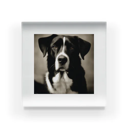 レトロでかわいい写真は、一匹の愛らしい犬 アクリルブロック