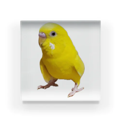 セキセイインコ　ルチノー アクリルブロック