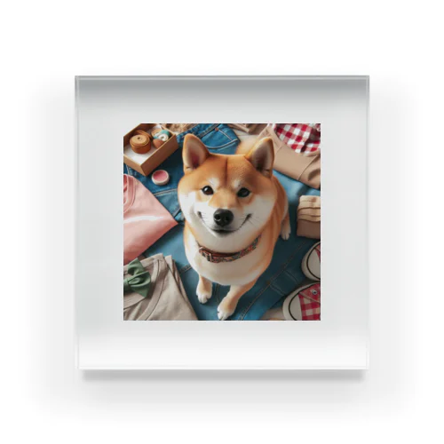 Shibainu Daichan Acrylic Block