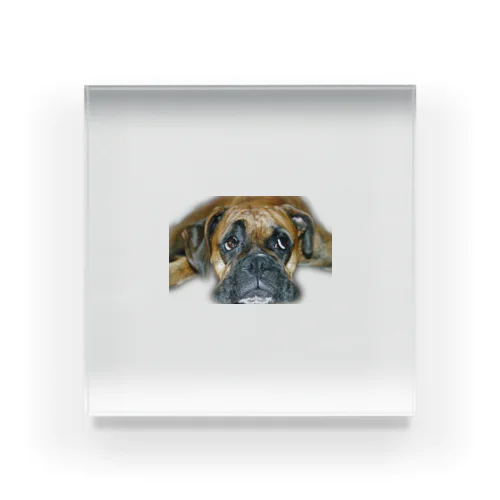 若さ溢れるボクサー犬 Acrylic Block