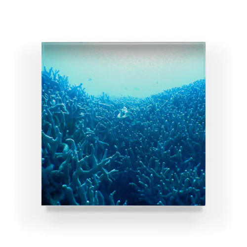 青い珊瑚礁 Acrylic Block