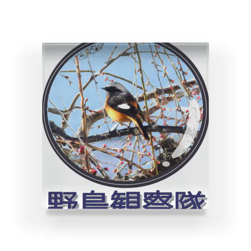 ジョウビタキ　野鳥観察隊　日本の野鳥　 アクリルブロック