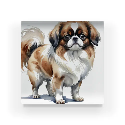 チン　Japanese Chin　水彩画風 アクリルブロック