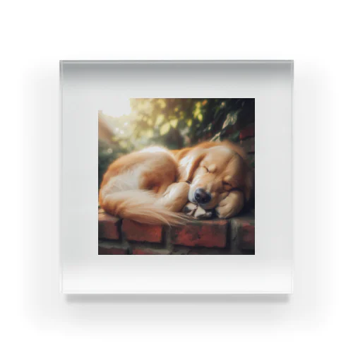 犬がぐっすり眠っている姿、超キュート！🐶💤 Acrylic Block