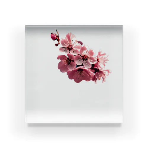 桜 Acrylic Block