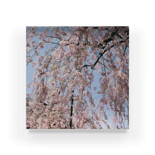 桜の雨 アクリルブロック