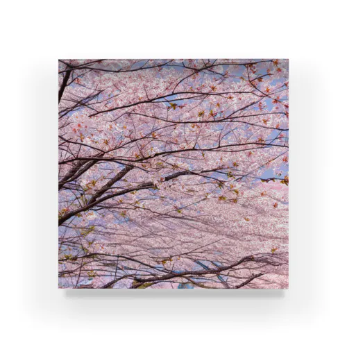 美しき桜 Acrylic Block