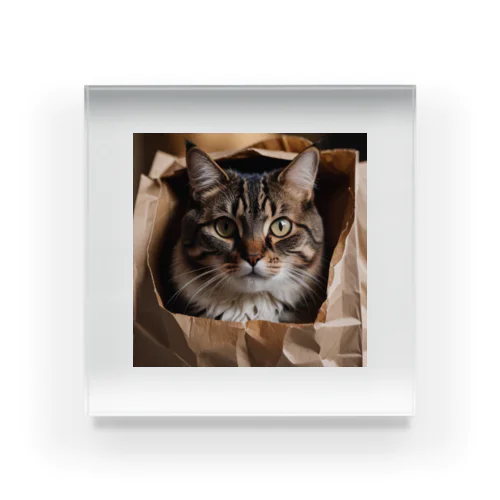 紙袋から見つめてくる猫 アクリルブロック