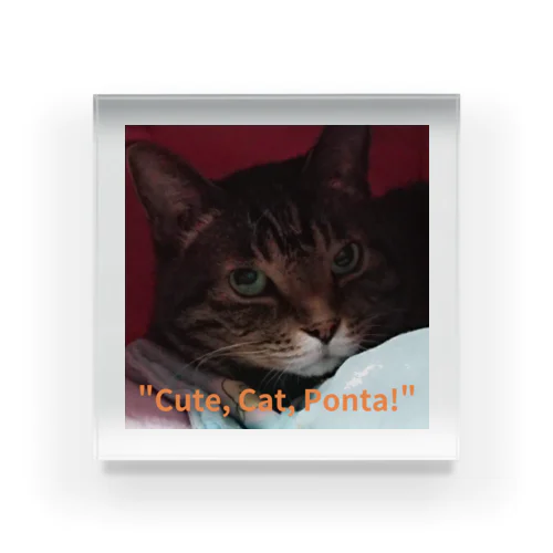 "cute. Cat. Ponta!" Acrylic Block