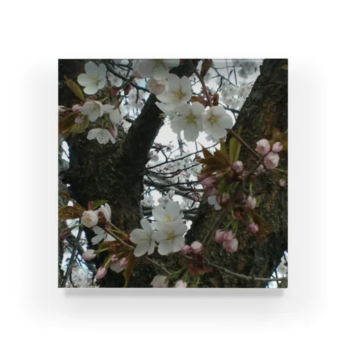 201605121700000　曇り日の桜 アクリルブロック