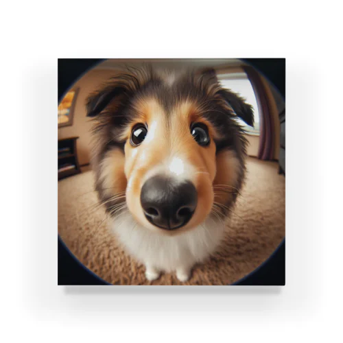 collie アクリルブロック
