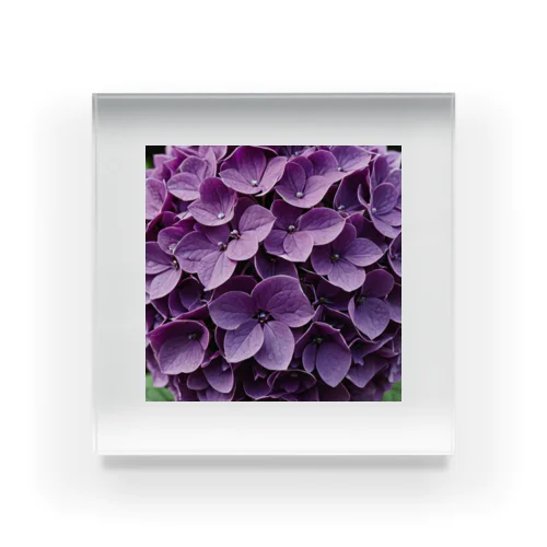 魅惑の紫陽花 アクリルブロック