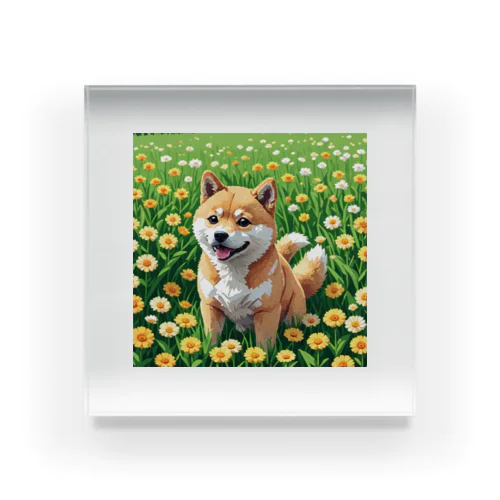 お花畑と柴犬 Acrylic Block