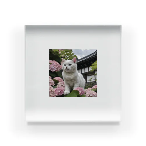 猫と紫陽花 Acrylic Block