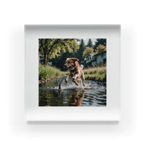 水辺を走る犬 dog runnning on the water Acrylic Block