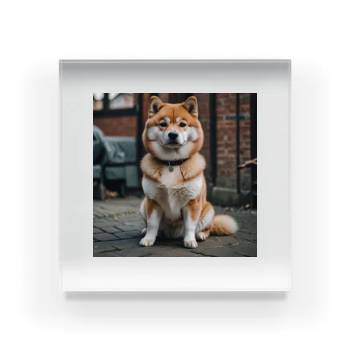 かわいすぎる柴犬の表情を収めた写真📸  Acrylic Block