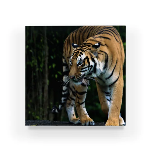 Tiger_虎 Acrylic Block