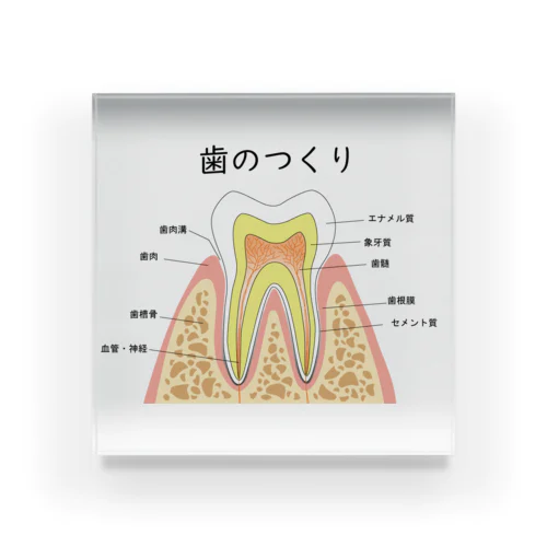 歯のつくり アクリルブロック