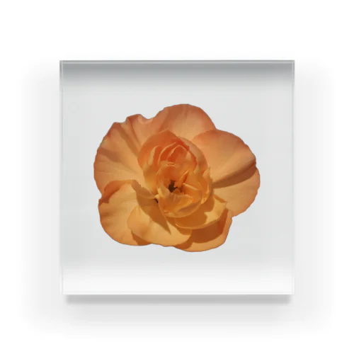 花シリーズ（カーネーション） Acrylic Block