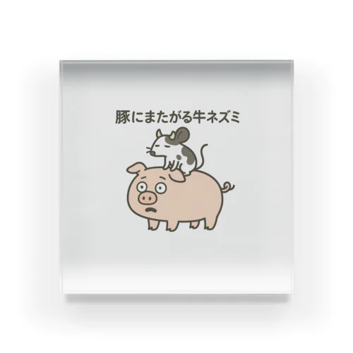 豚にまたがる牛ネズミ Acrylic Block