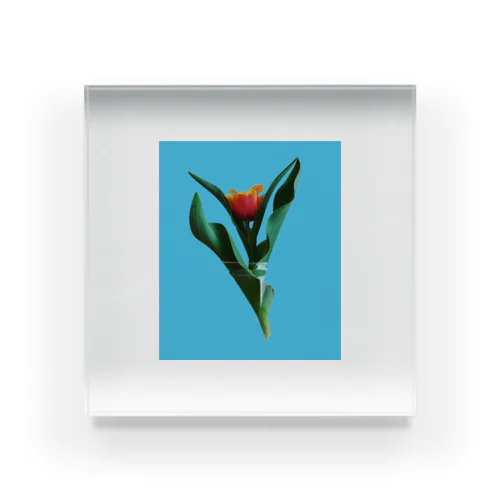 Tulipa cv. lambada Acrylic Block